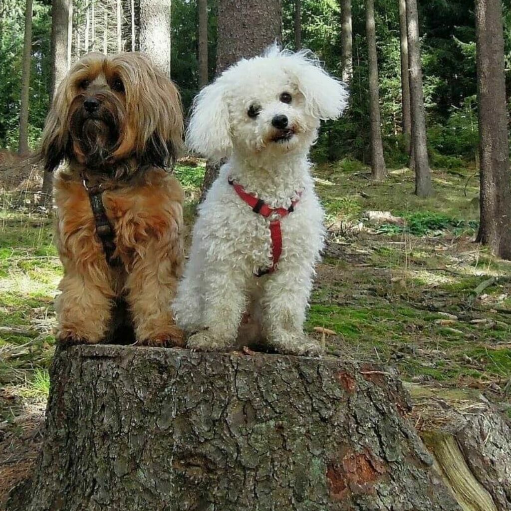 kutyusok erdőben