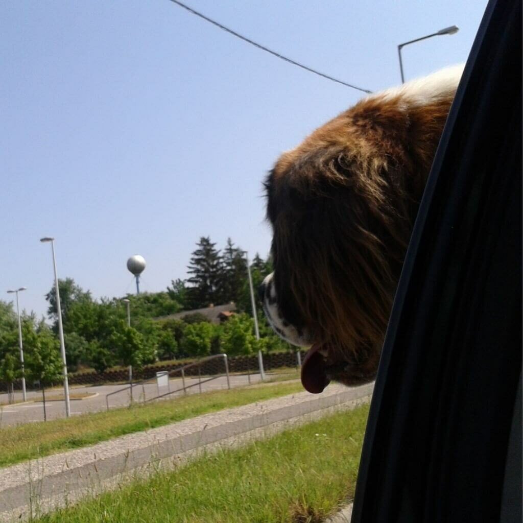kutya kinéz a kocsi ablakon
