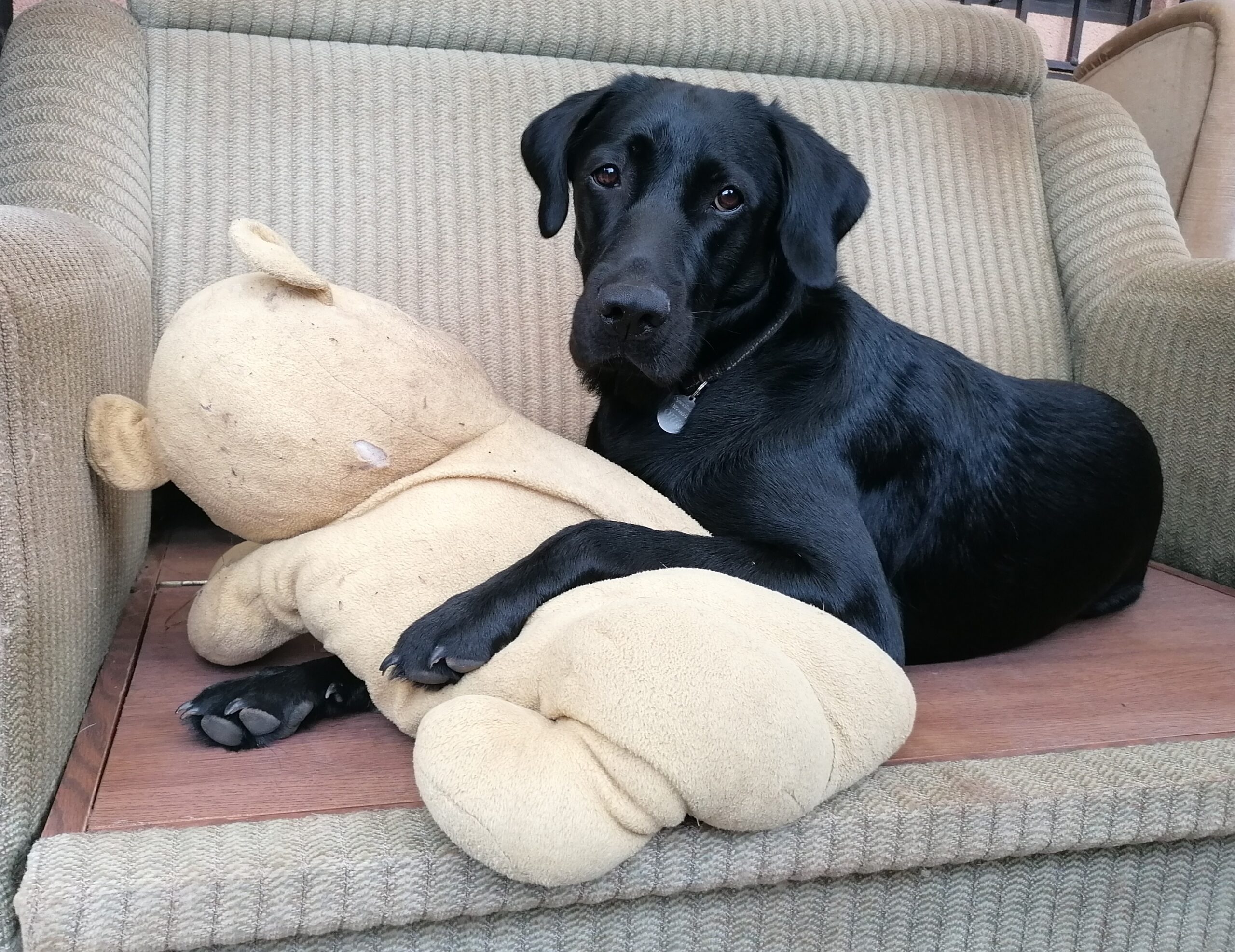 mia a kutyapanzióban